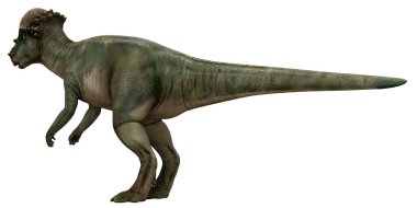Bir pachycephalosaurus dinozorunun gerçekçi tasviri