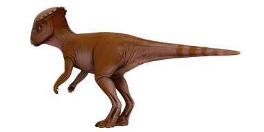 Profil görünümlü Pachycephalosaurus dinozor modeli