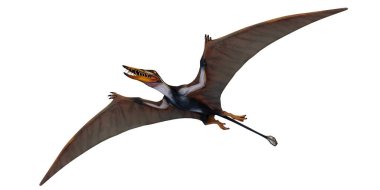 Uçan bir Pterosaur 'un gerçekçi tasviri.