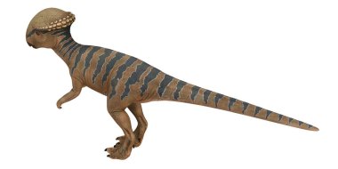 Beyaz arka planda Pachycephalosaurus dinozor modeli.