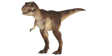 Beyaz arka planda gerçekçi T-Rex dinozoru.