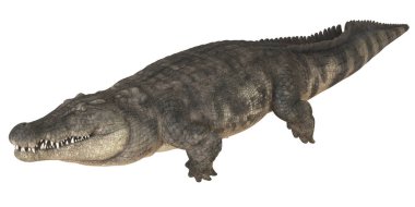 Hareket halindeki bir timsahın gerçekçi tasviri.