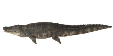 Büyük bir tuzlu su timsahının yan görüntüsü