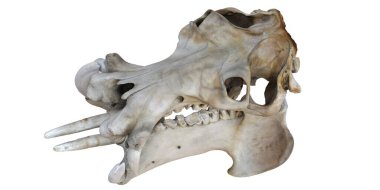 Su aygırı kafatası dişleri sergiliyor.