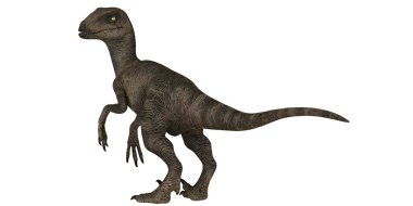 Velociraptor dinozoru dinamik bir pozisyonda