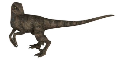 Velociraptor dinazorunun detaylı çizimi.