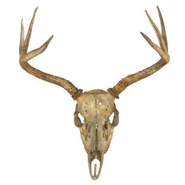 Beyaz arka planda boynuzları olan geyik kafatası