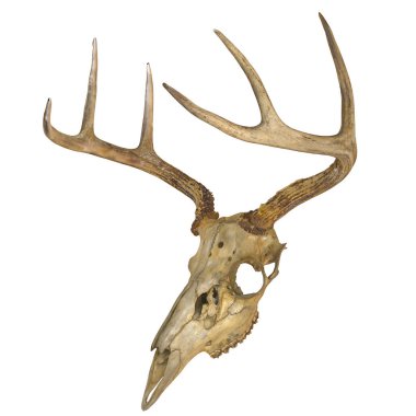 Beyaz arka planda boynuzları olan geyik kafatası.