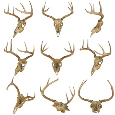 Geyik kafatası ve boynuz koleksiyonu sergileniyor..