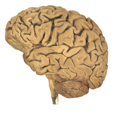 İnsan beyninin detaylı modeli