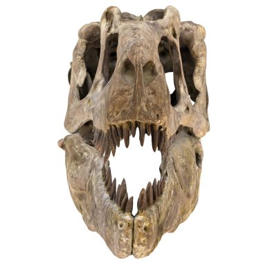 Sivri dişli dinozor kafatası fosili sergileniyor.