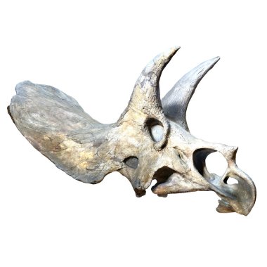 Triceratops kafatası fosili görüntülendi.