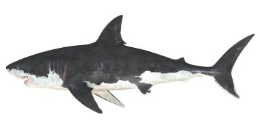 Resimli büyük beyaz köpekbalığı yüzücüsü.