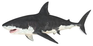 büyük beyaz köpekbalığı sualtı Yüzme