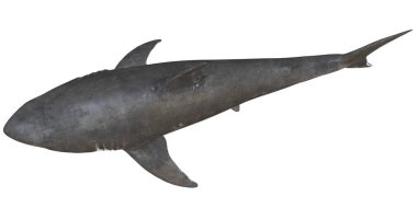 Beyaz arkaplanda bir boğa köpekbalığı resmi var..