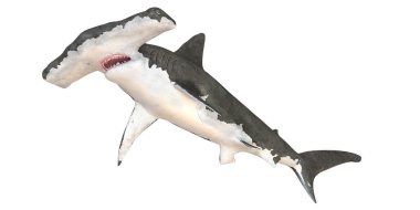 Hammerhead shark swimming in open water