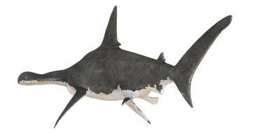 Büyük çekiç başlı köpekbalığı hareket halinde.