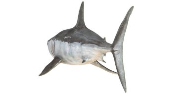 Büyük beyaz köpekbalığı açık denizde yüzüyor.