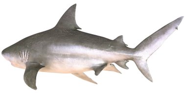 Beyaz arka planda izole edilmiş boğa köpekbalığı