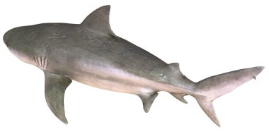 Büyük beyaz köpekbalığı beyaz arka planda izole edilmiş.