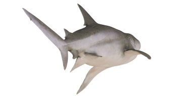 Isolated silhouette of a swimming shark