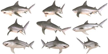 Beyaz arkaplanda köpekbalığı koleksiyonu.