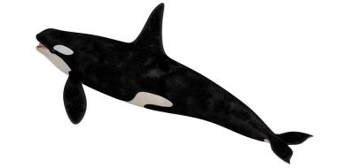 Orka okyanusta zarifçe yüzüyor..