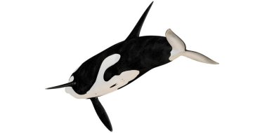 Realistic depiction of an orca swimming gracefully.