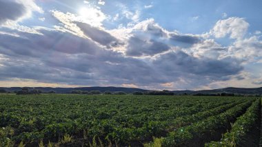 Dramatik Bulutlu Gökyüzü Altında Yeşiller