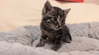 Tatlı tekir kedicik yumuşak gri bir battaniyenin üzerinde.