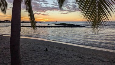 Palmiye ağaçlarıyla sakin sahil günbatımı.
