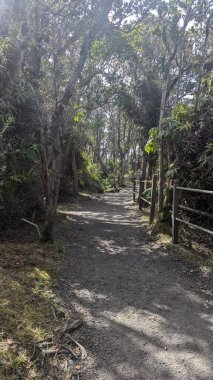 Ahşap çitli güneşli orman yolu.