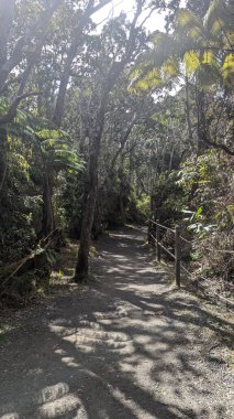 Huzurlu bir ortamda güneşli orman yolu