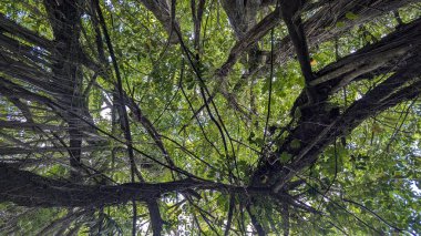 Birbirine dolanmış ağaç dallarının altında.