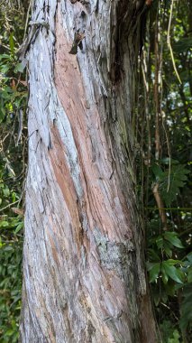 Bereketli bir ormanda ağaç kabuğuna yakın çekim..
