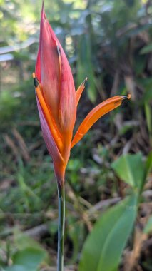 Bereketli yeşillikte canlı turuncu helezon çiçeği.