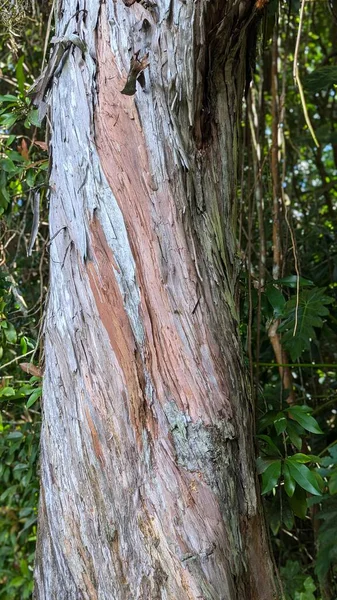 Bereketli bir ormanda ağaç kabuğuna yakın çekim..