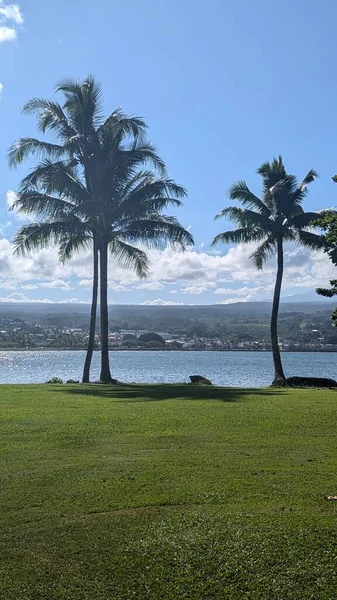 Sakin göl manzaralı tropik palmiye ağaçları