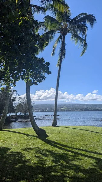 Palmiyeli sakin tropikal kıyı şeridi.