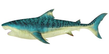 Profilde benekli bir köpekbalığı tasviri.