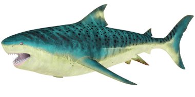 Vahşi bir köpekbalığının gerçekçi 3 boyutlu canlandırması.