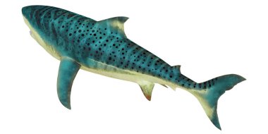 Beyaz zemin üzerinde bir kaplan köpekbalığının canlı 3D canlandırması.