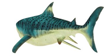 Yüzen bir kaplan köpekbalığı tasviri.