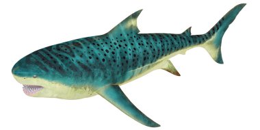 Hareket halindeki bir kaplan köpekbalığının gerçekçi tasviri.