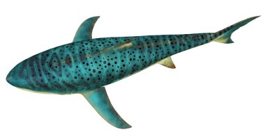 Çizgili Köpekbalığının dijital canlandırması.