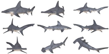 Çekiç başlı köpekbalıklarının çeşitli açıları.