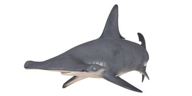 Bir çekiç başlı köpekbalığının 3 boyutlu çizimi