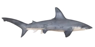 Ayrıntılı özellikleri olan gri bir köpekbalığının gerçekçi modeli.