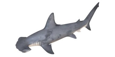 Çekiç başlı köpekbalığının detaylı modeli