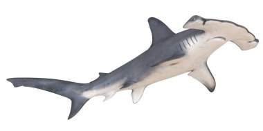 Beyaz arka planda çekiç başlı bir köpekbalığının yakın çekimi.